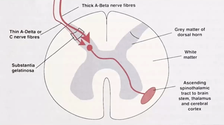 Diagram of nerve fibers in spinal cord cross-section.