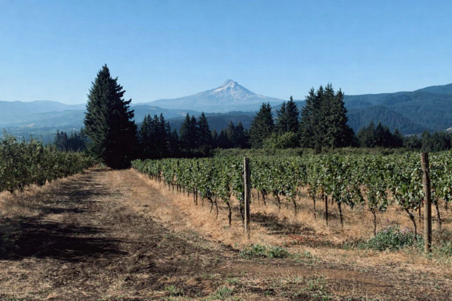 Summer Wine Club 2023