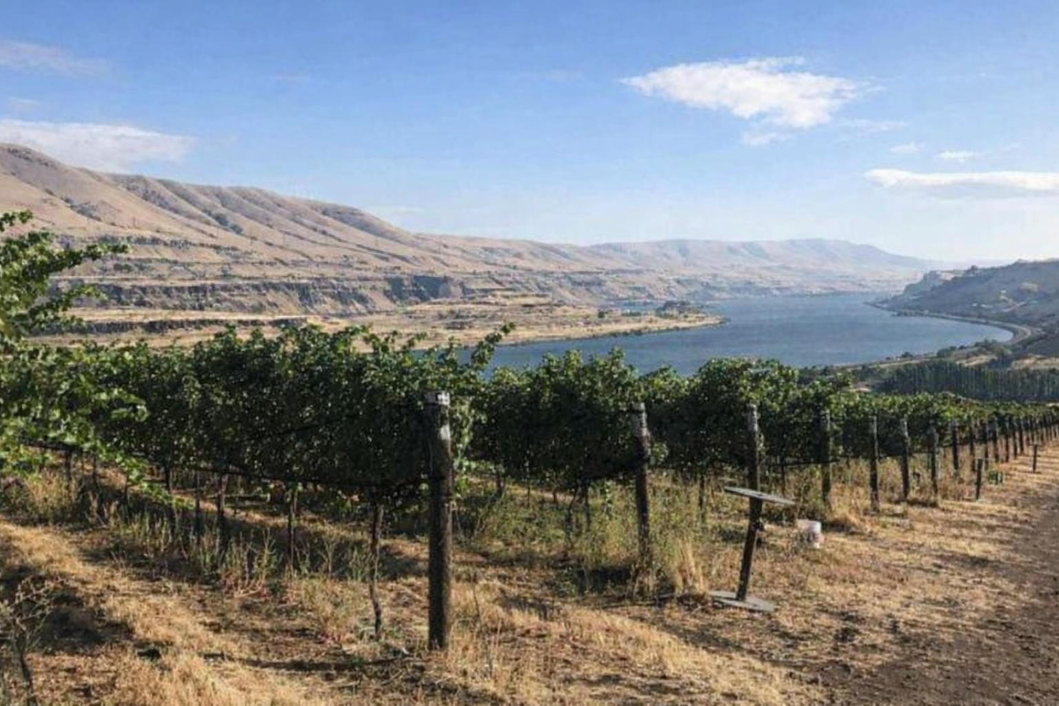 Summer Wine Club 2024