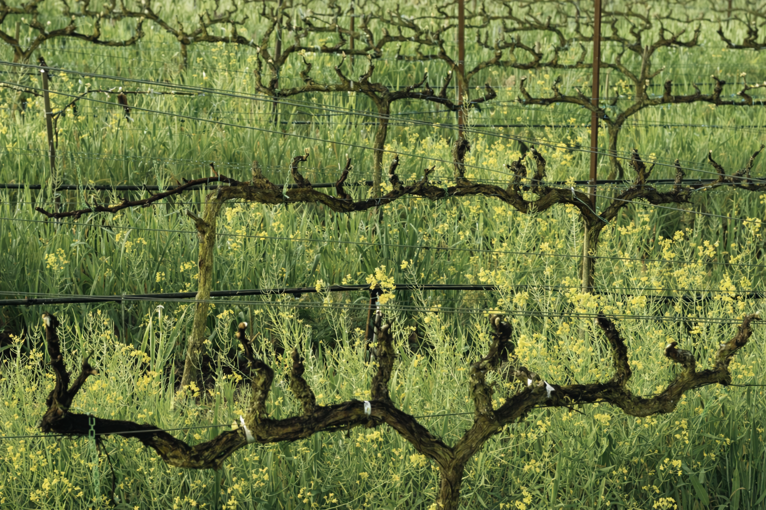 Spring ’23 Wine Club