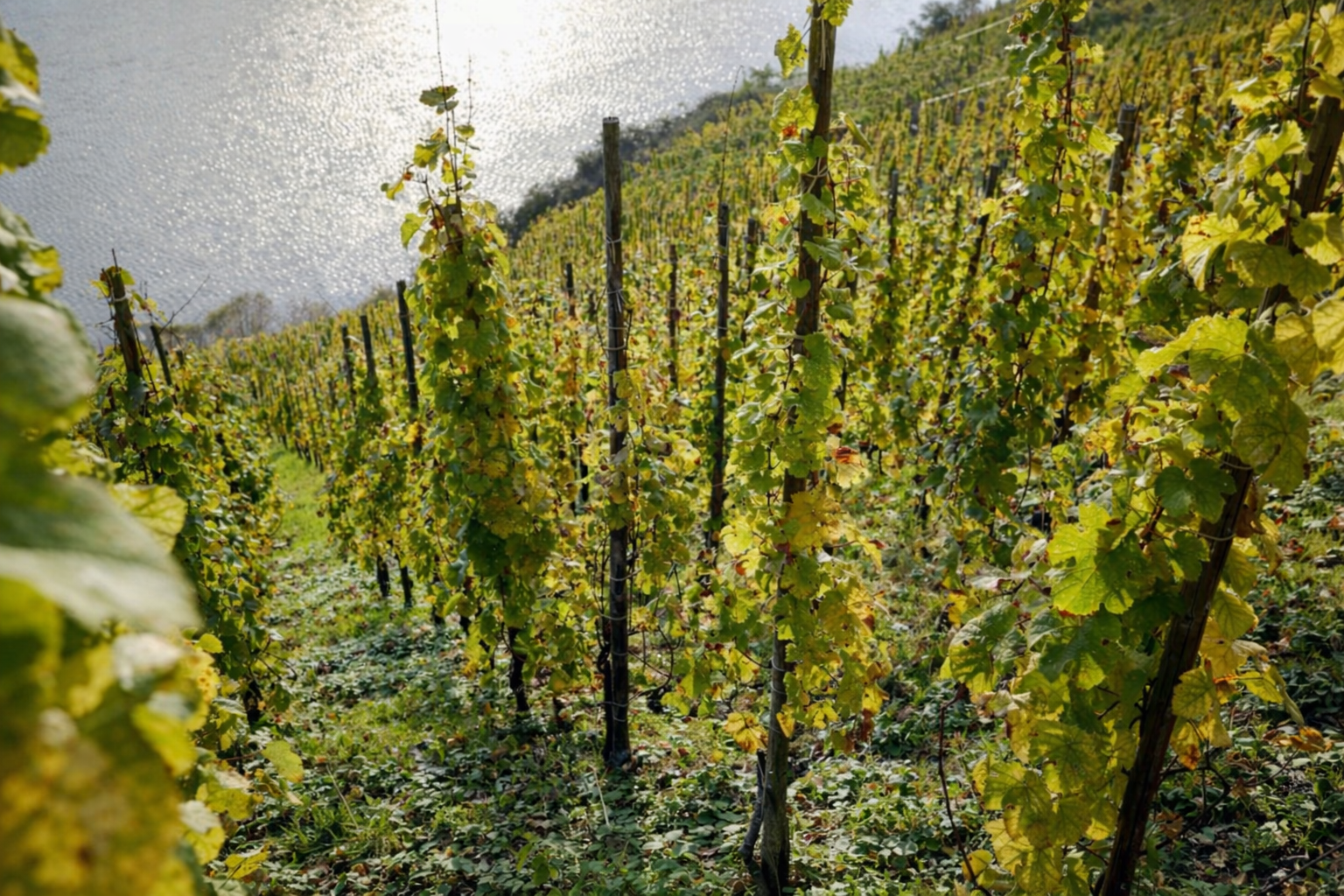 Summer Wine Club 2025