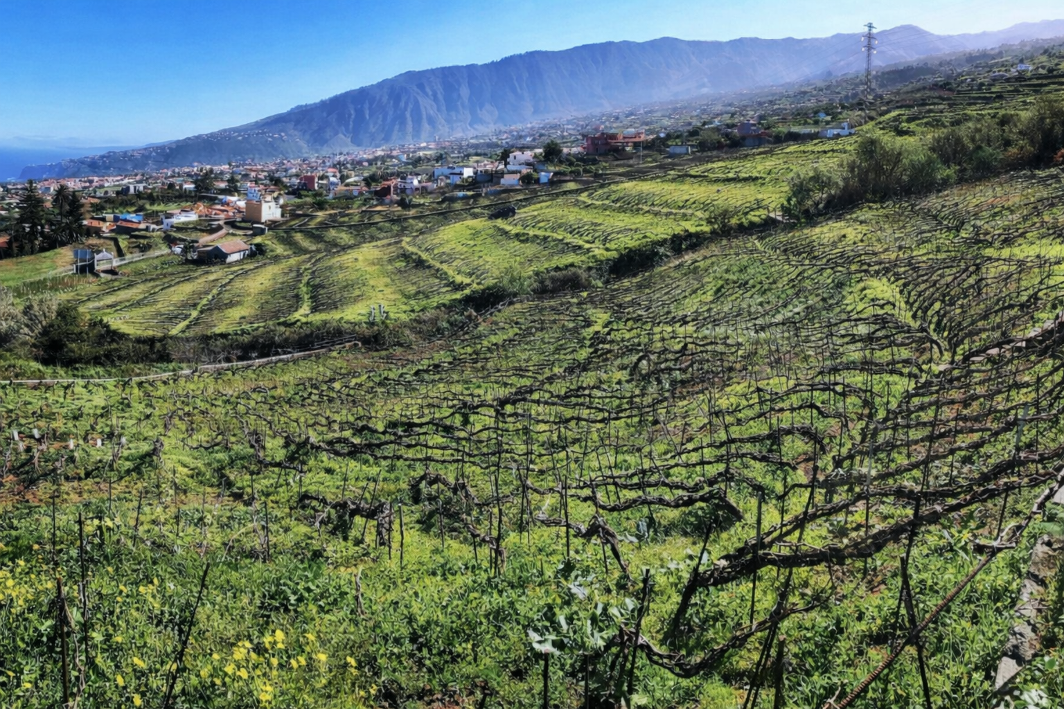 Spring 2025 Wine Club