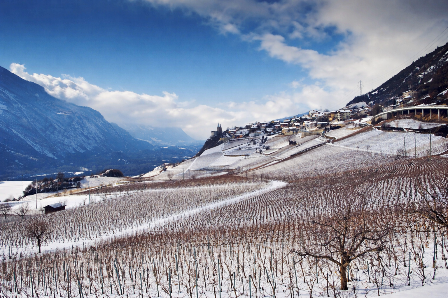 Winter Wine Club 2025