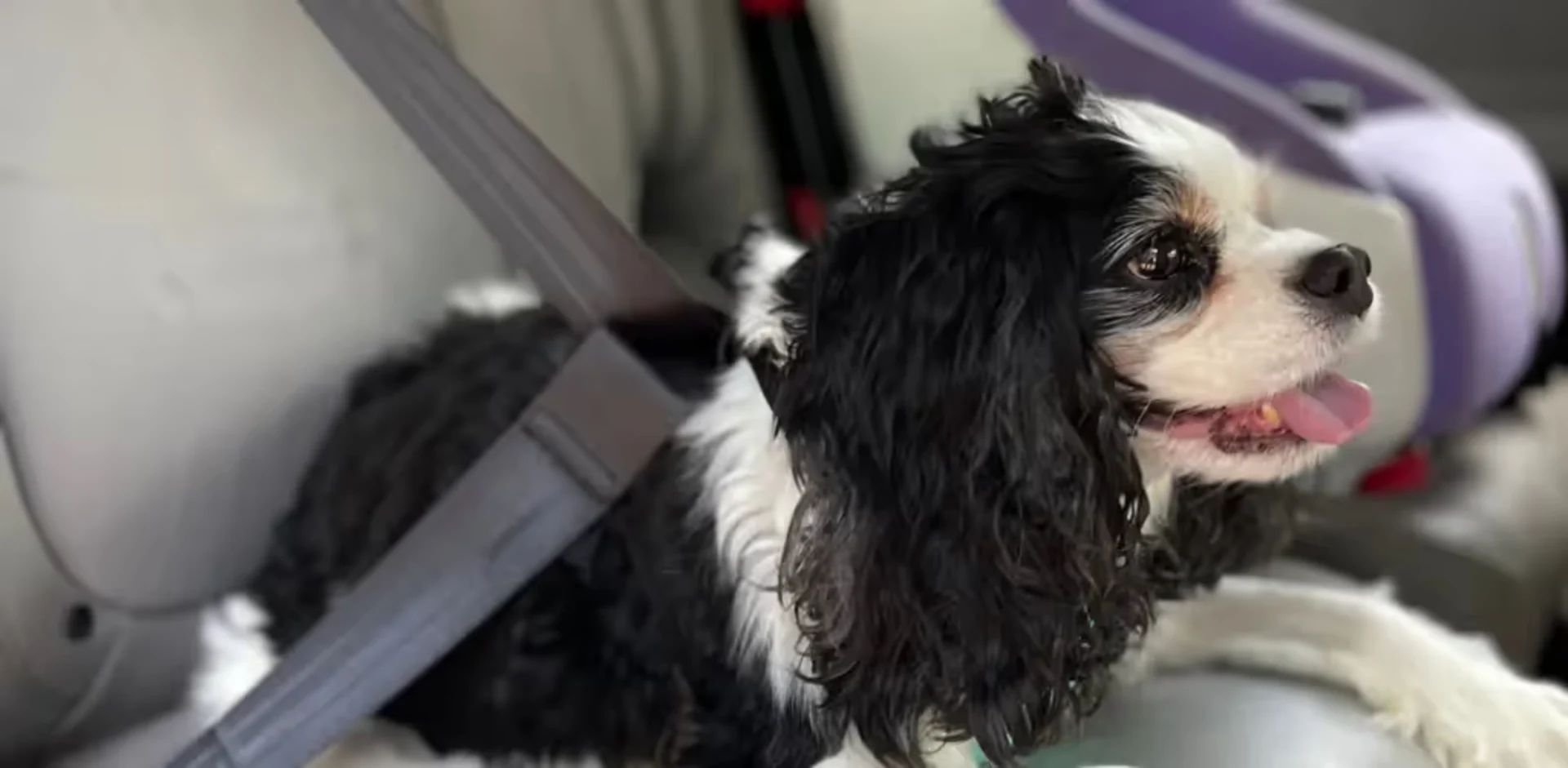 Tricolor Cavalier King Charles Spaniel with tongue out sitting in a car backseat next to a seatbelt, looking alert and happy