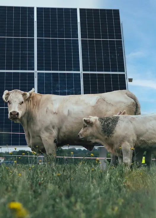 Vaches pâturant à côté d'une ombrière agrivoltaïque TSE adaptée aux élevages bovins, caprins et ovins.