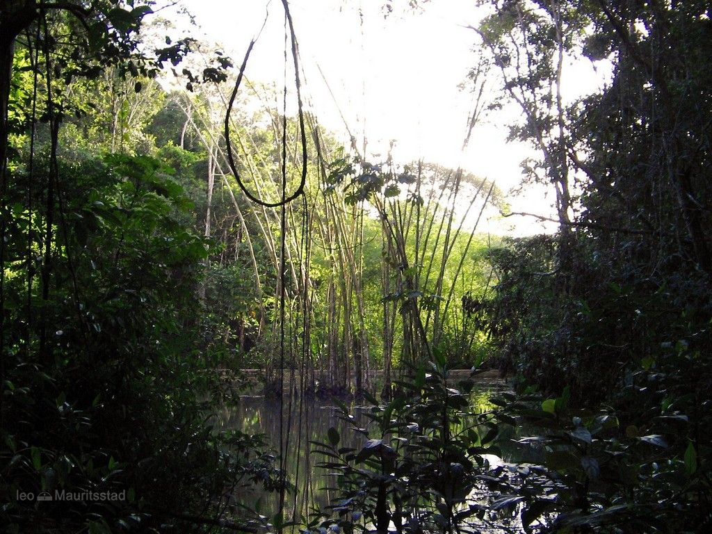 PMI – Garín Partners é autorizada a realizar estudos para restauração ambiental em Pernambuco