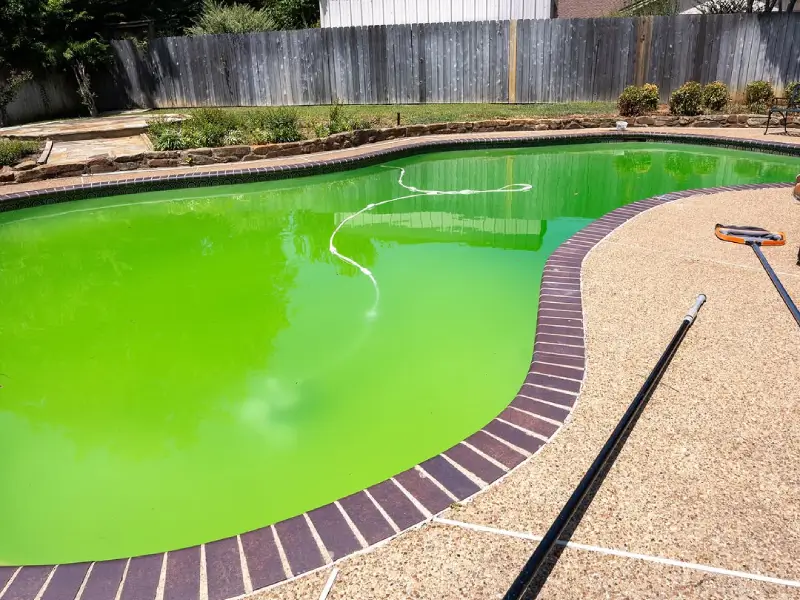 The Dangers of Mustard Algae in Pool Water