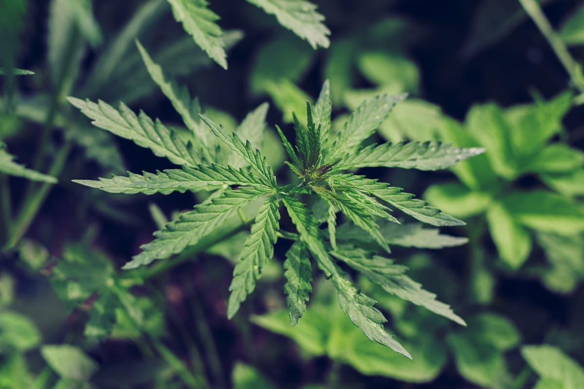 Anbau von Cannavis Sativa