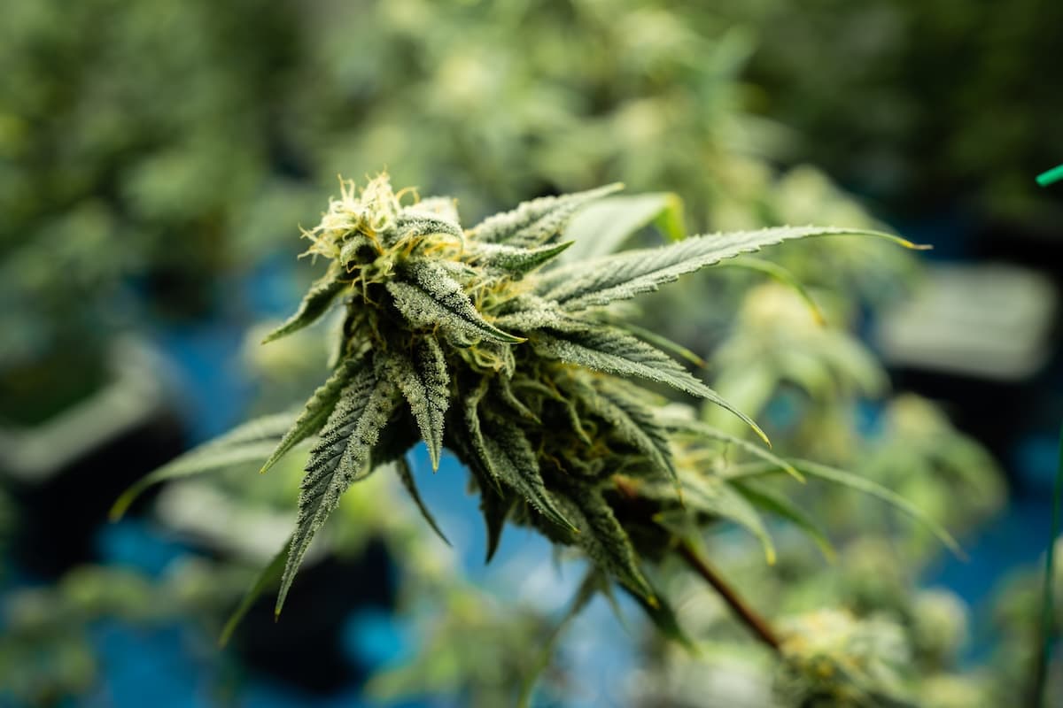 Eine Cannabis Indica Pflanze mit einer großen Knospe an der Spitze.