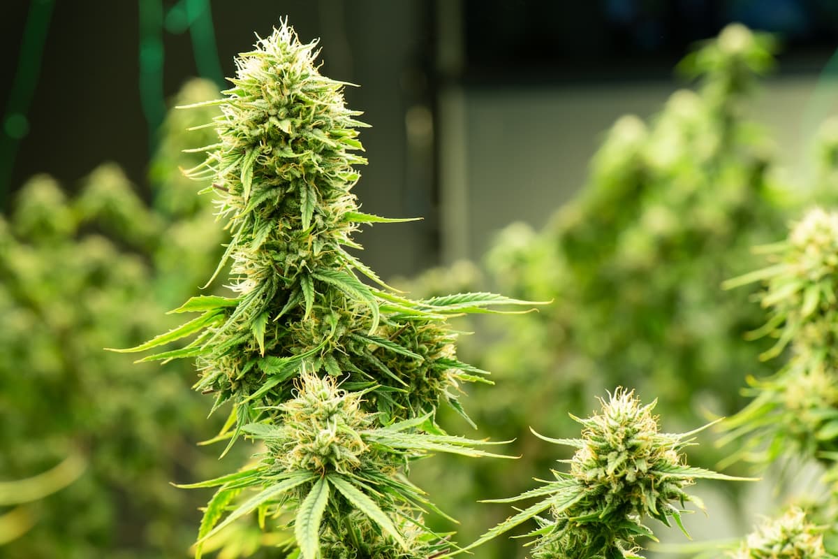 Blühendes Cannabis