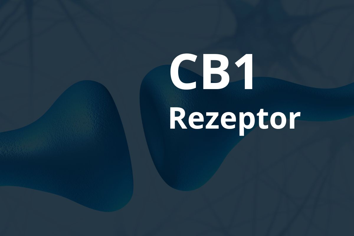 CB1 Rezeptor