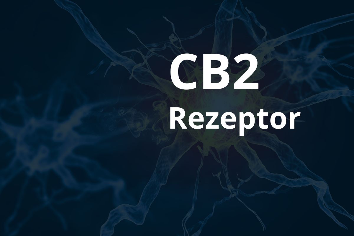 CB2 Rezeptor