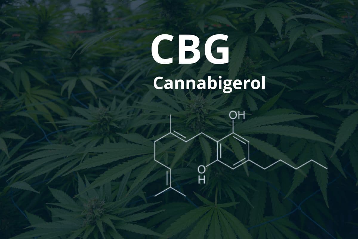 CBG - Cannabigerol