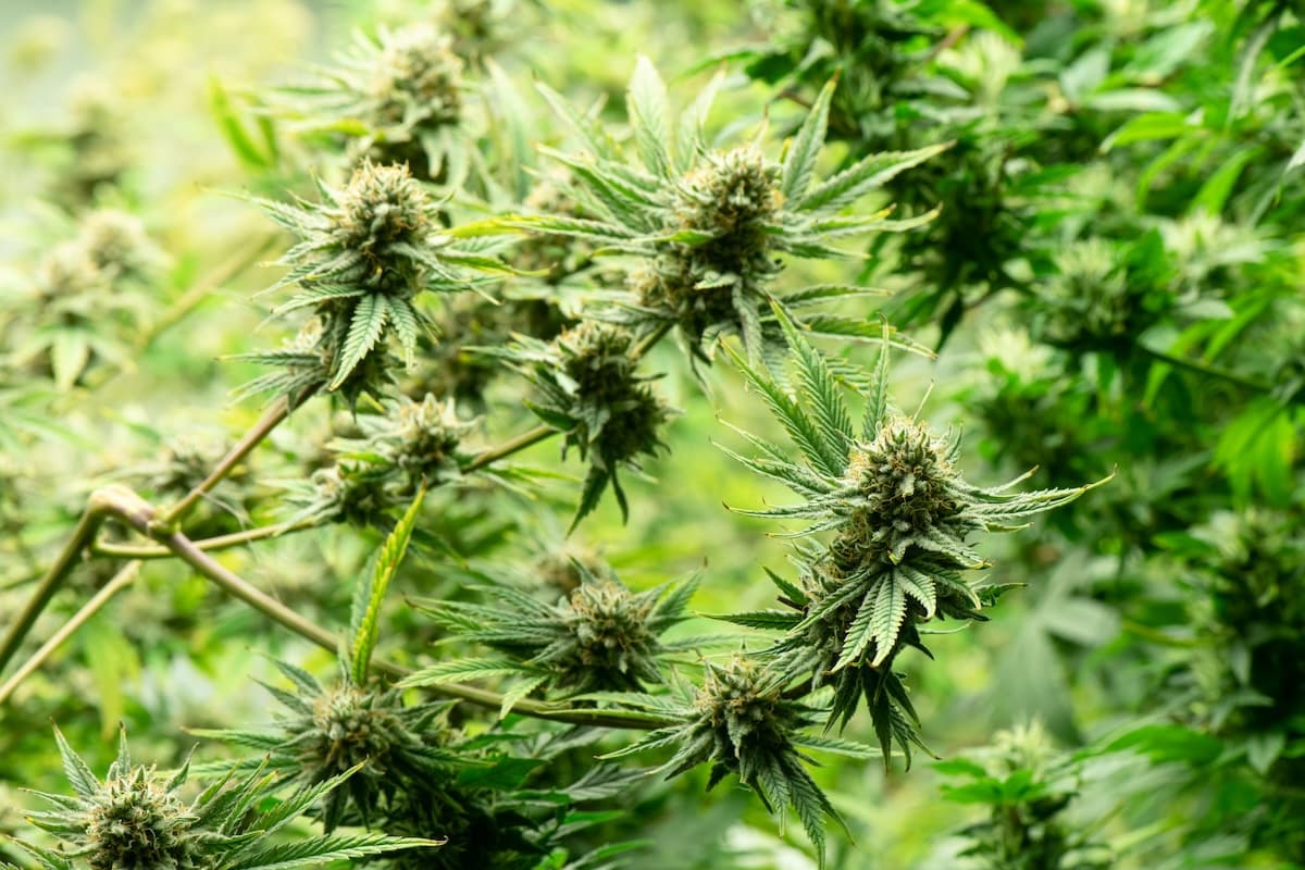 Anbau von Cannavis Sativa