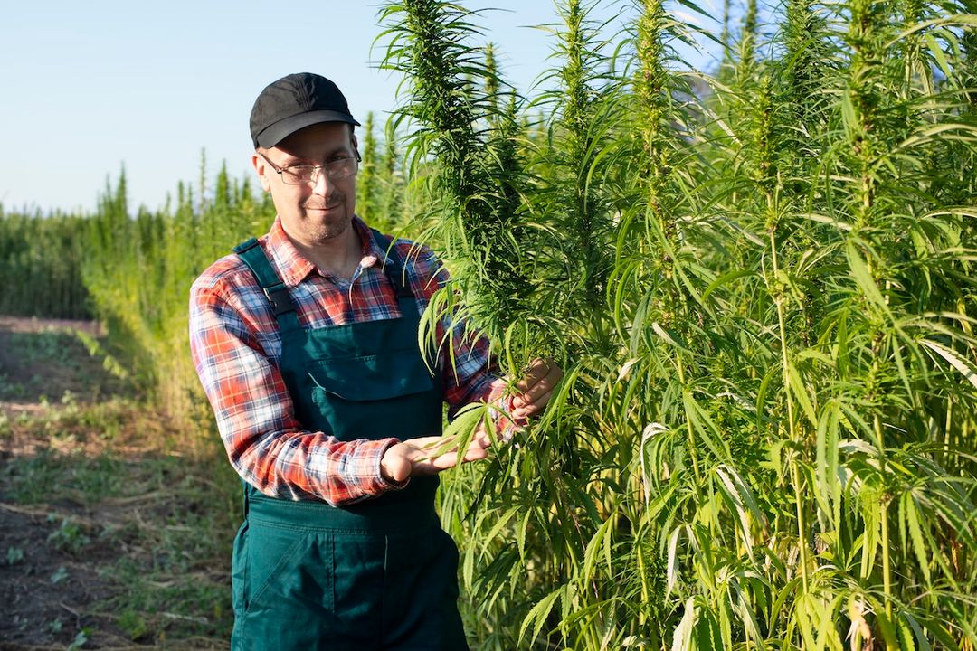Anbau von Cannavis Sativa
