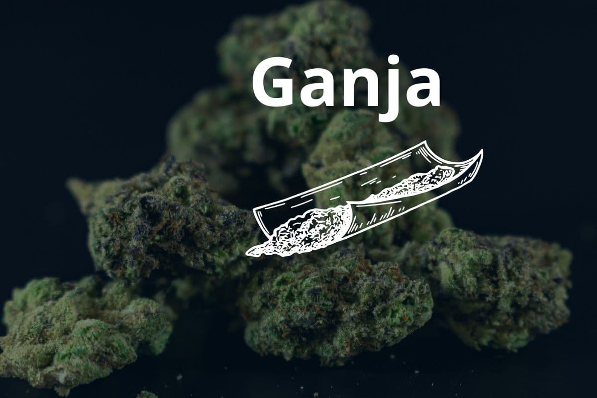 Anbau von Cannavis Sativa
