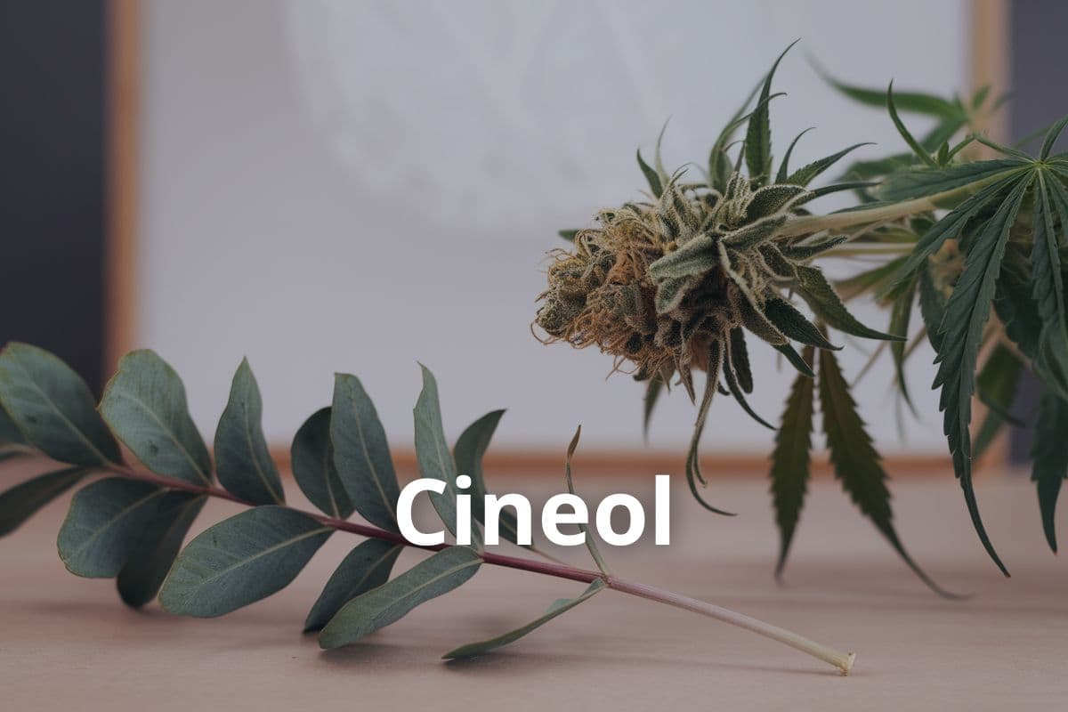 Anbau von Cannavis Sativa