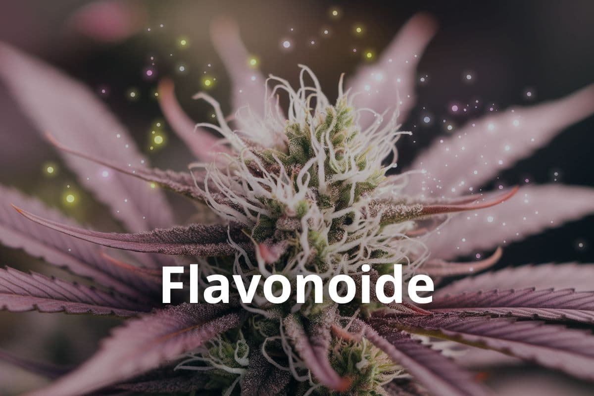 Anbau von Cannavis Sativa