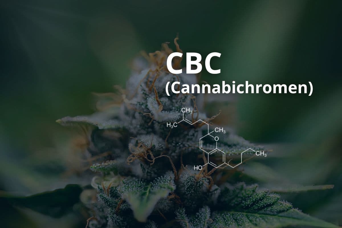 Anbau von Cannavis Sativa