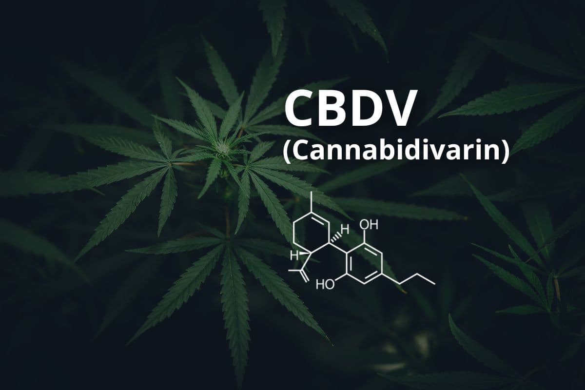 Anbau von Cannavis Sativa