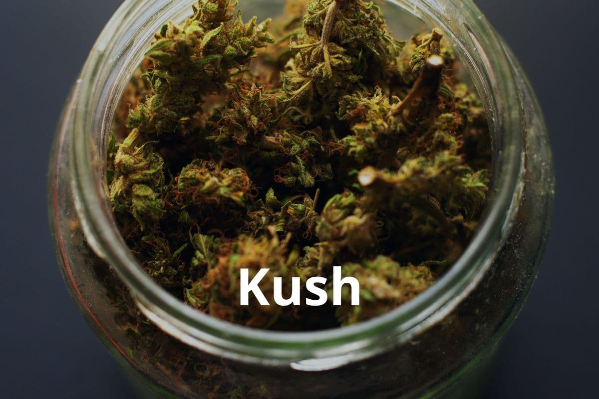 Anbau von Cannavis Sativa