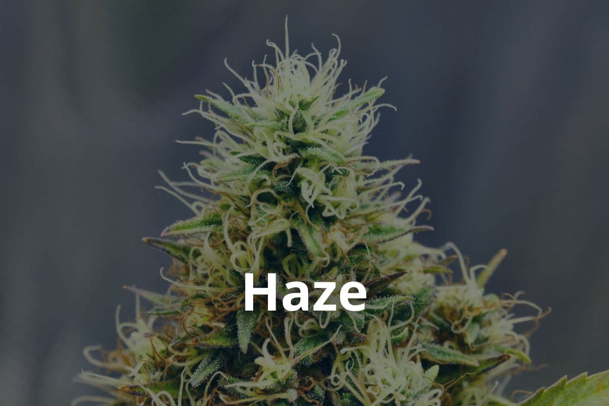 Anbau von Cannavis Sativa