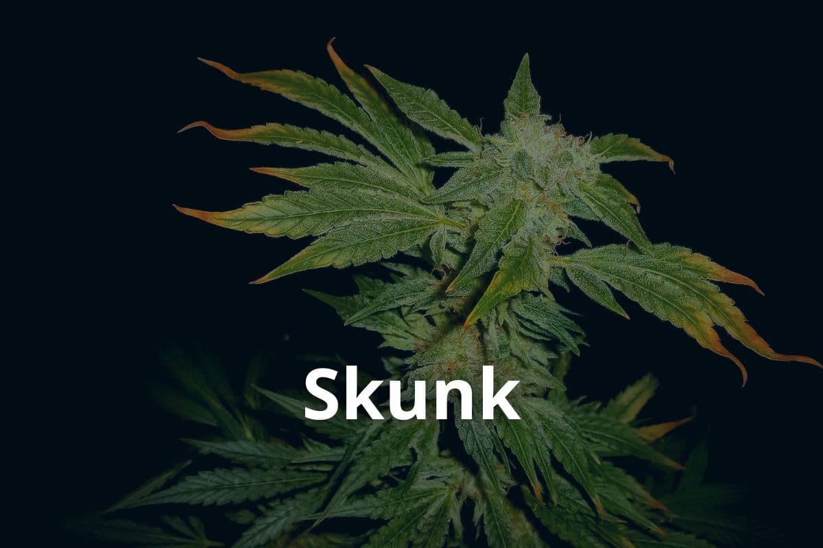 Anbau von Cannavis Sativa