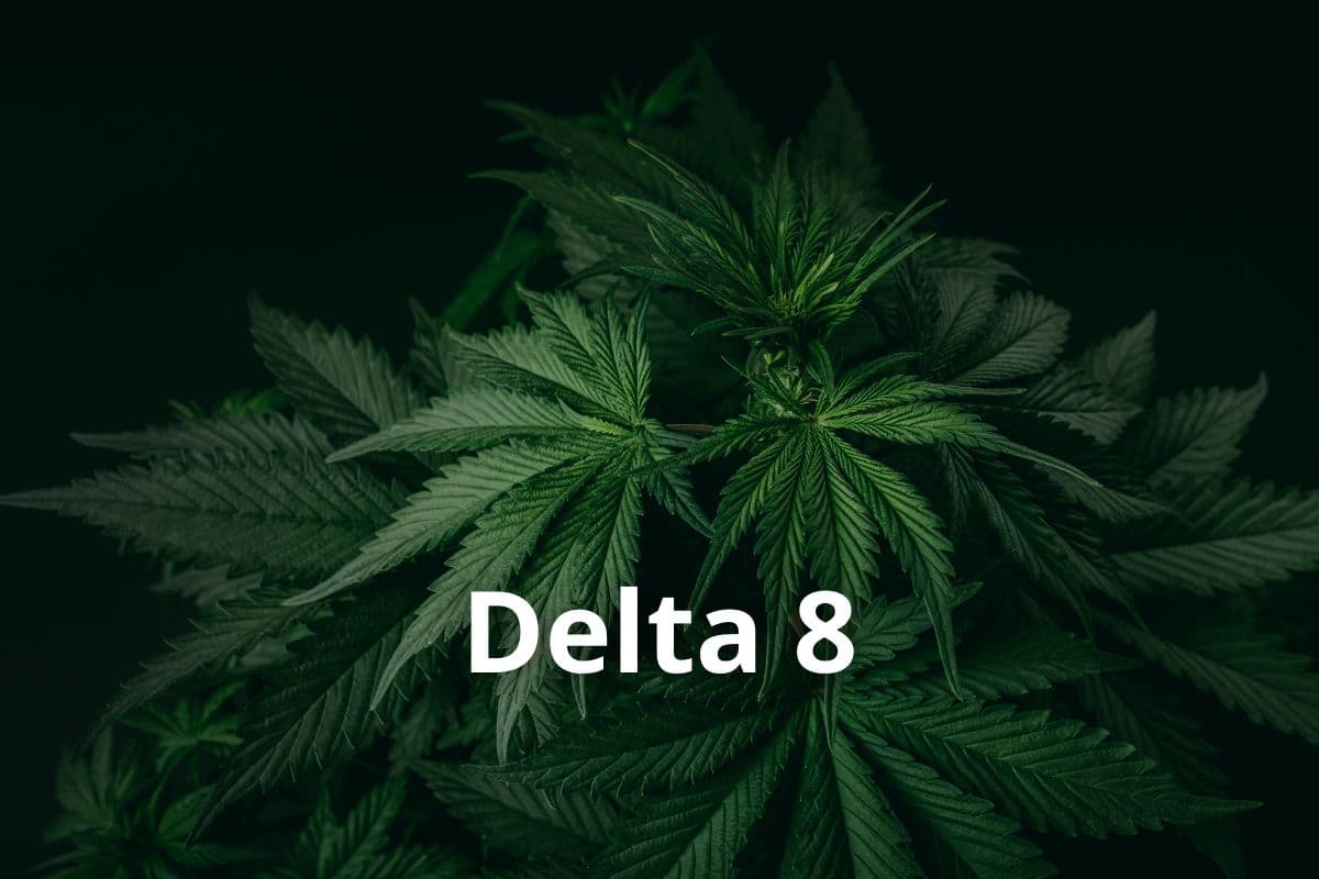 Anbau von Cannavis Sativa