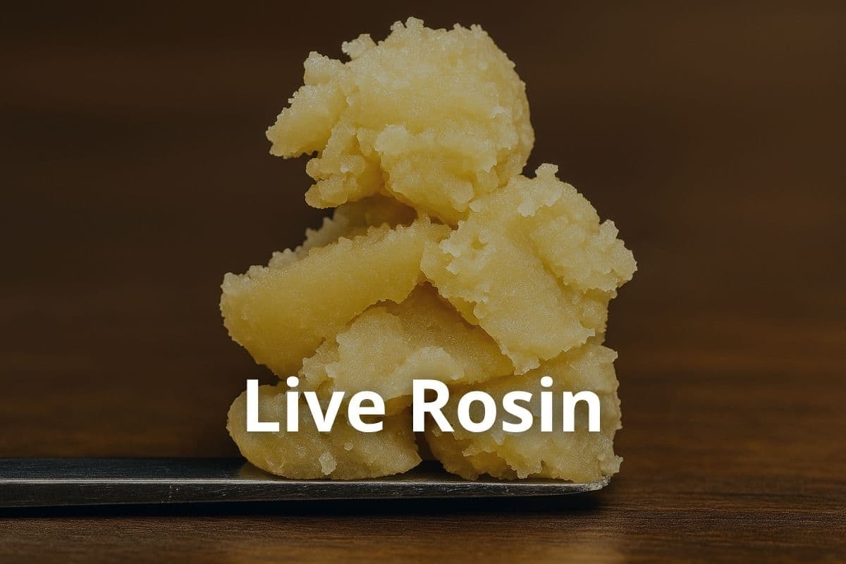 Anbau von Cannavis Sativa