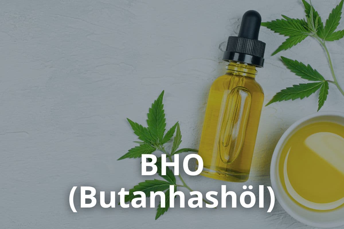 Anbau von Cannavis Sativa