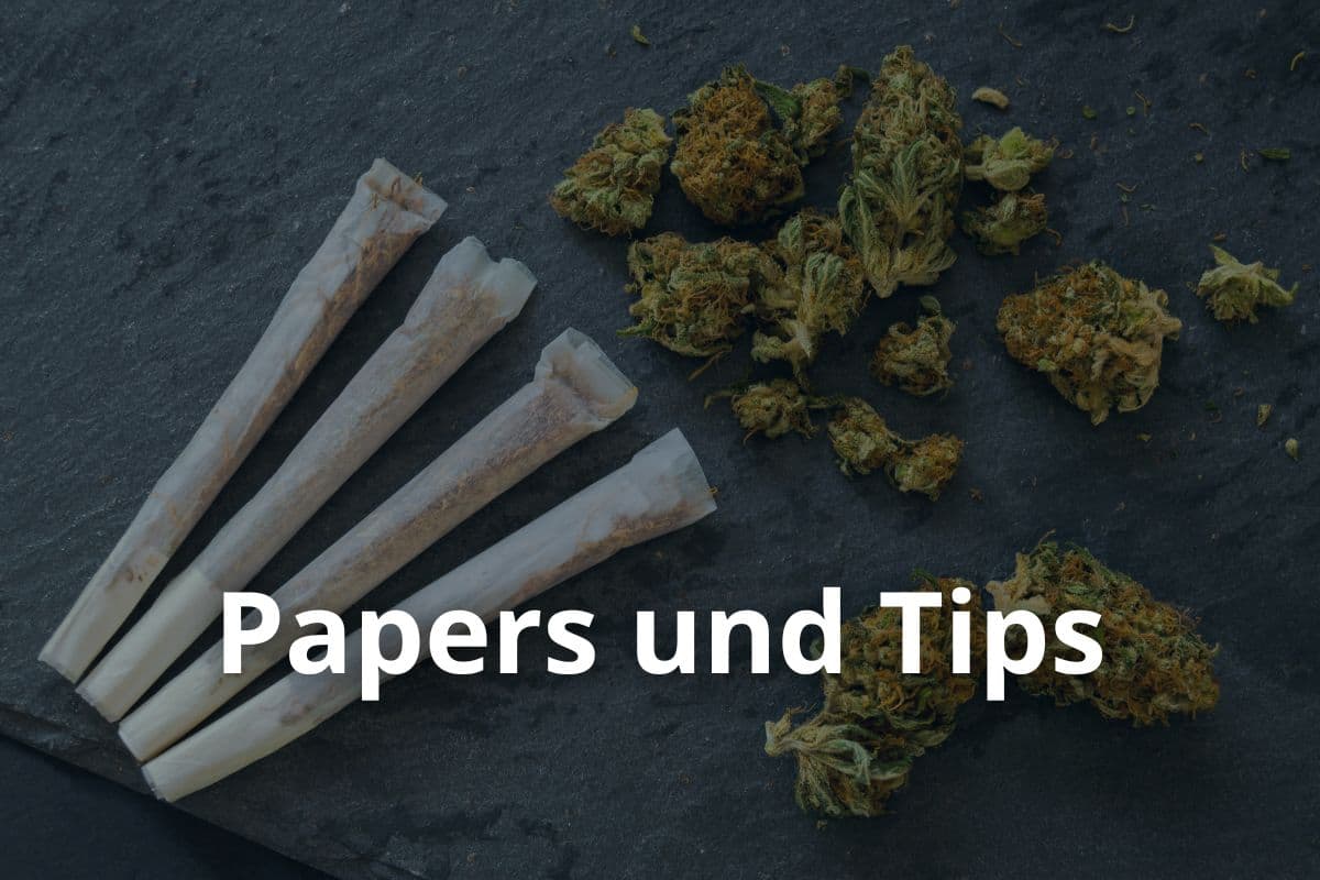 Anbau von Cannavis Sativa