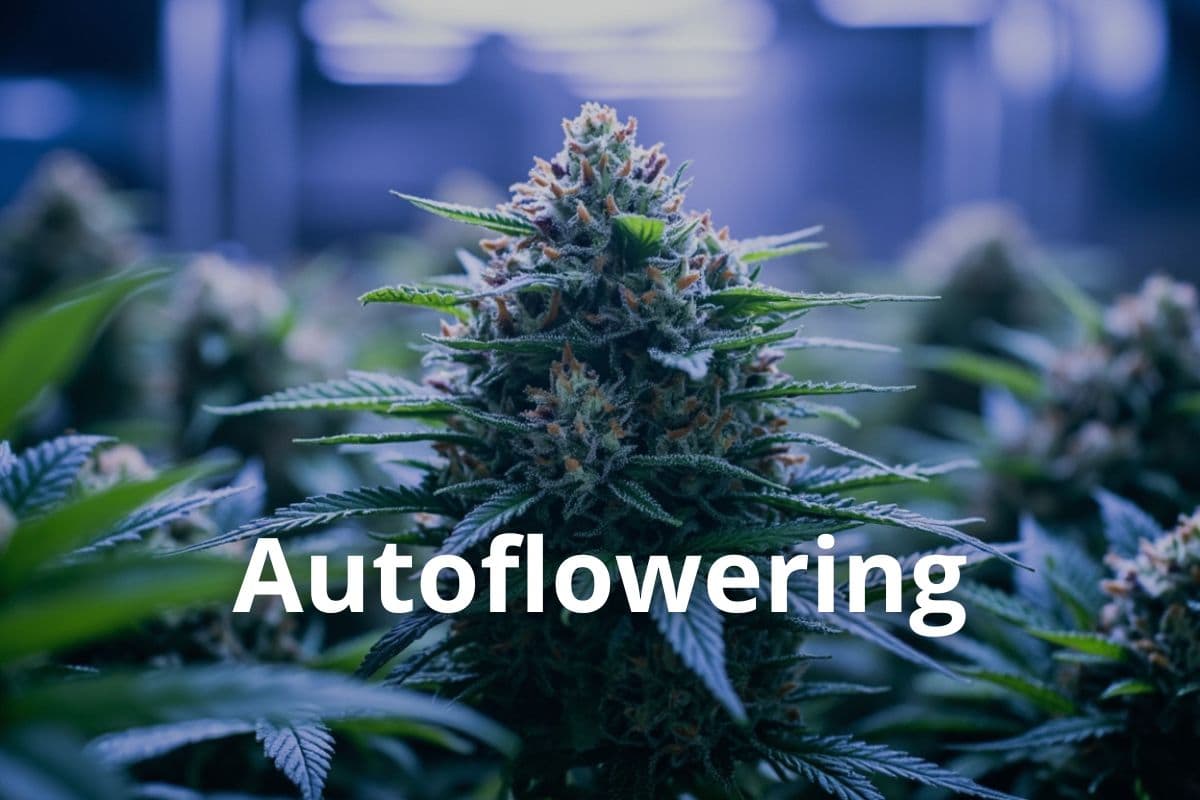 Anbau von Cannavis Sativa