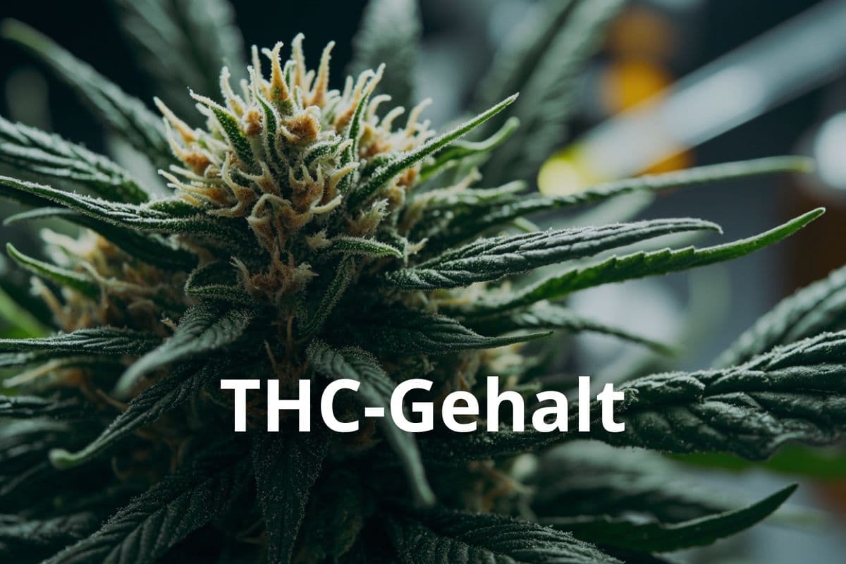 Anbau von Cannavis Sativa