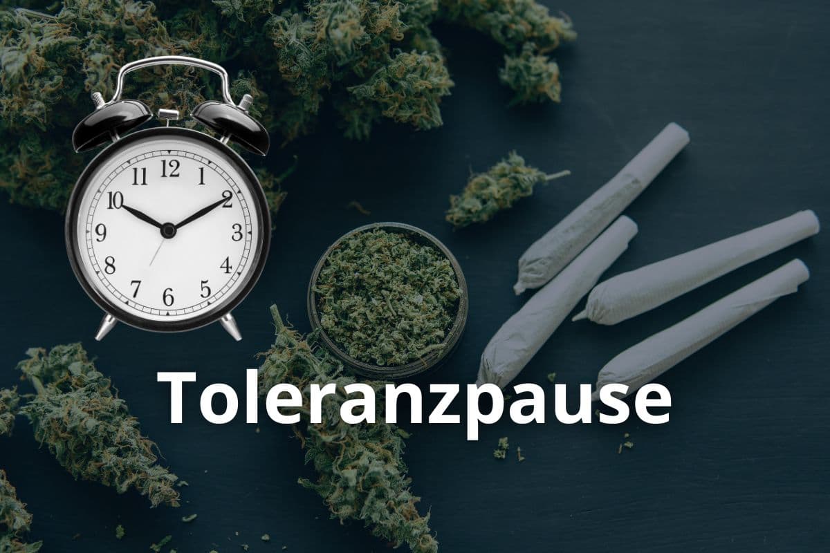 Anbau von Cannavis Sativa