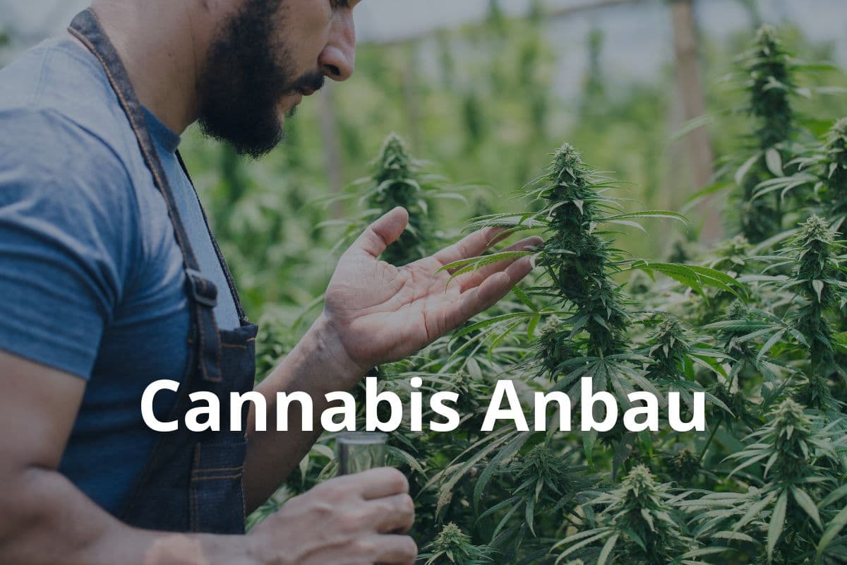Anbau von Cannavis Sativa
