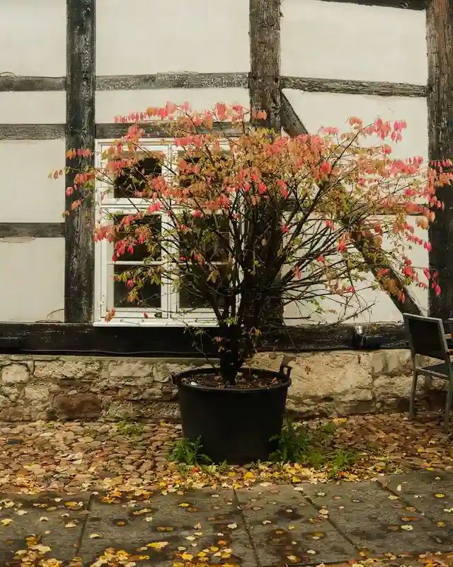 Herbstlicher Baum vor Fachwerkhaus