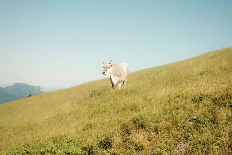 Light-colored cow standing on a grassy hillside under a clear blue sky.