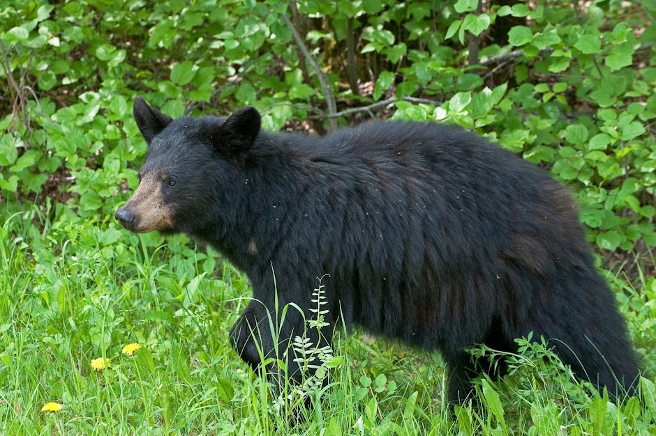 Image of a black bear.