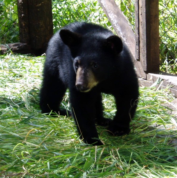 Image of a black bear.