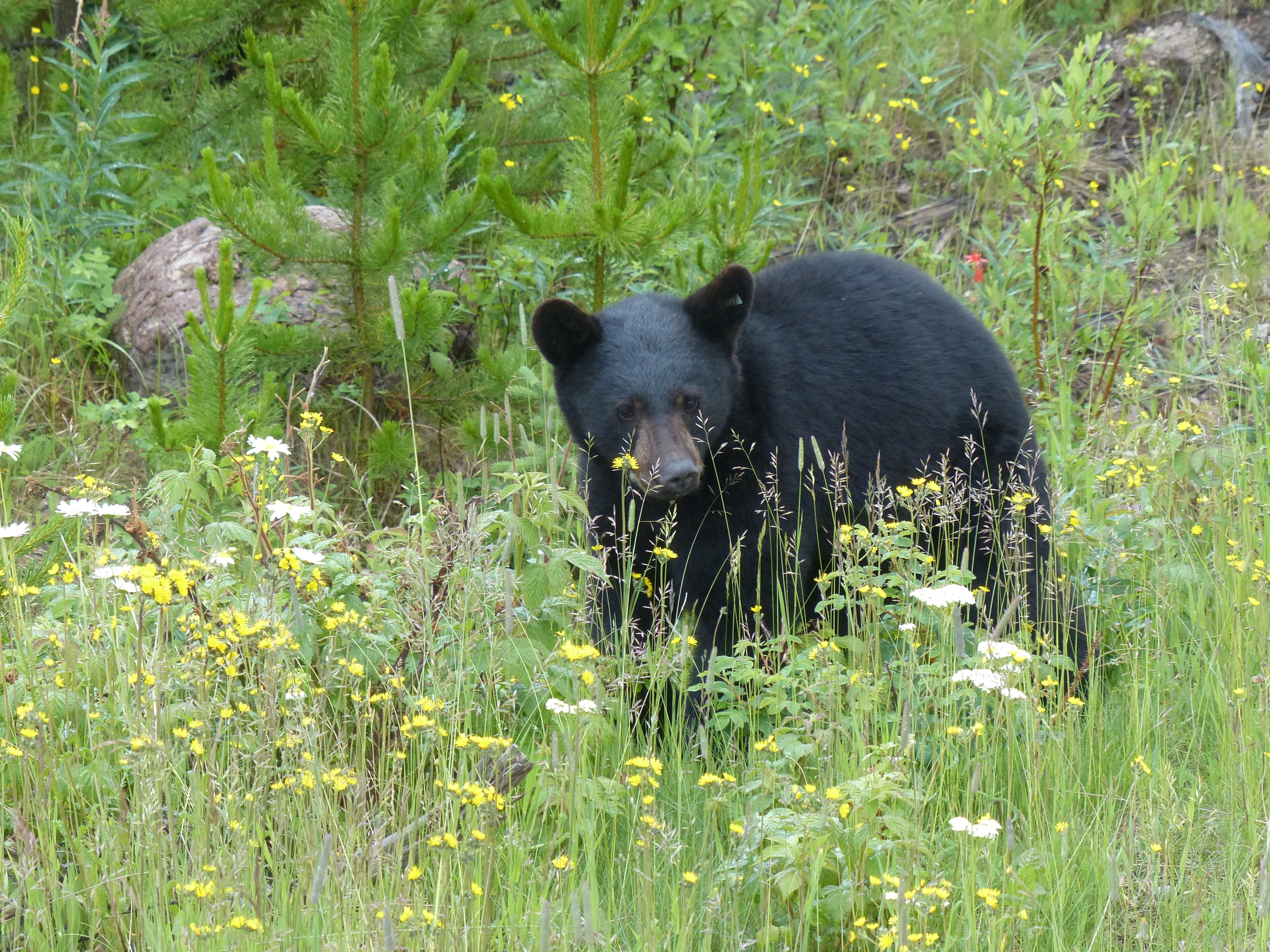 Image of a black bear.