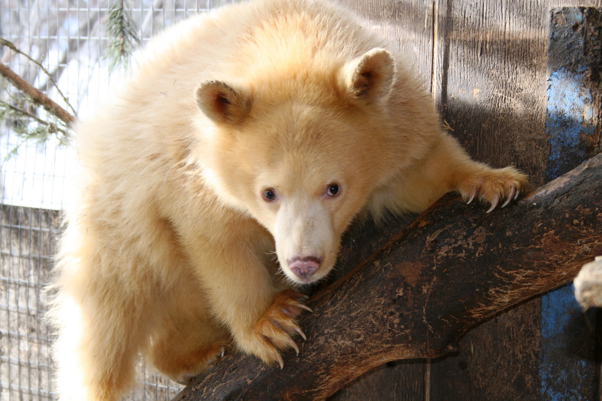 Image of an albino bear.