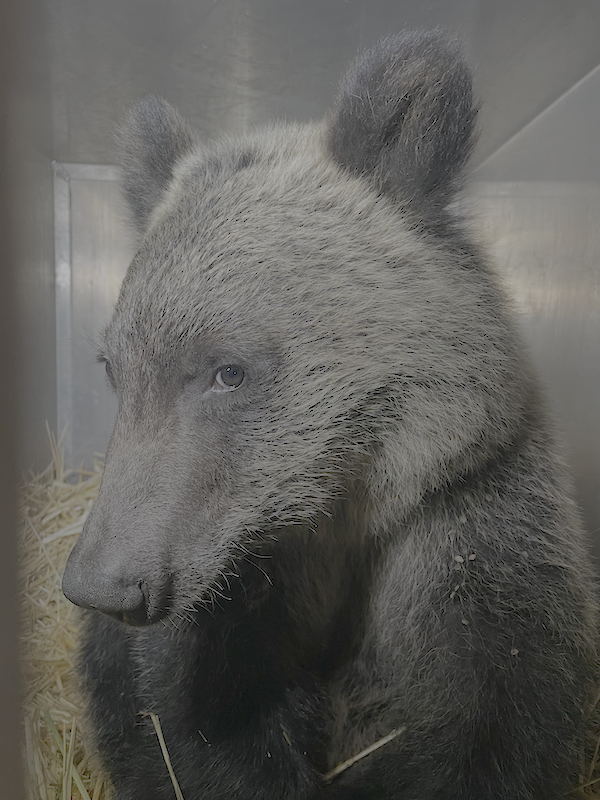 Fernie grizzly cub rescue