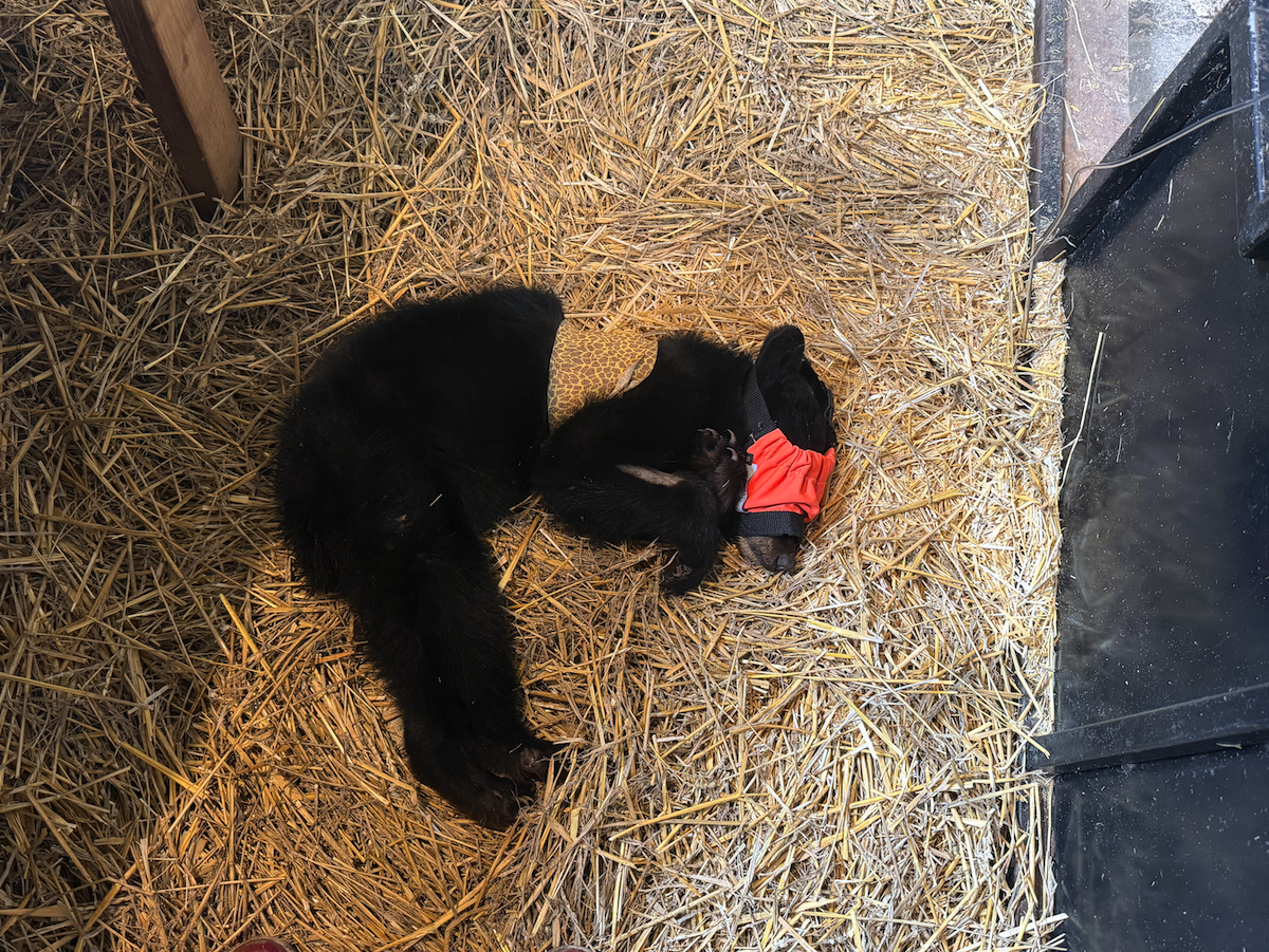 Grassy Plains black bear cub NLWS