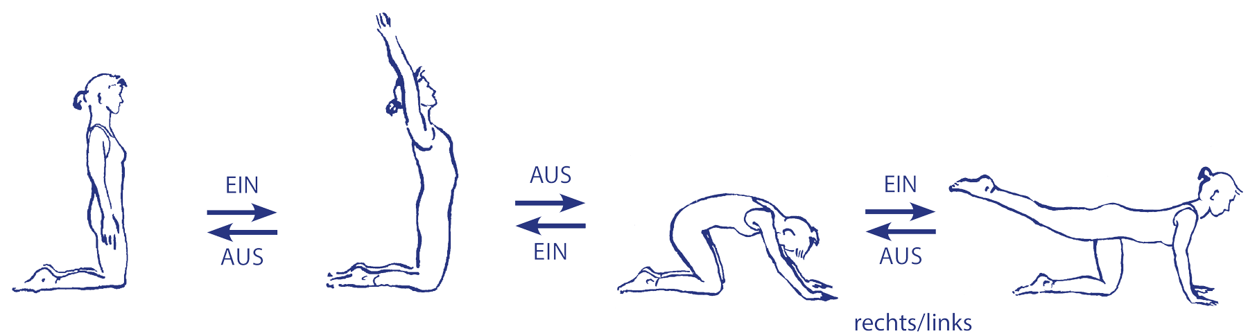 Vinyāsa für cakravākāsana