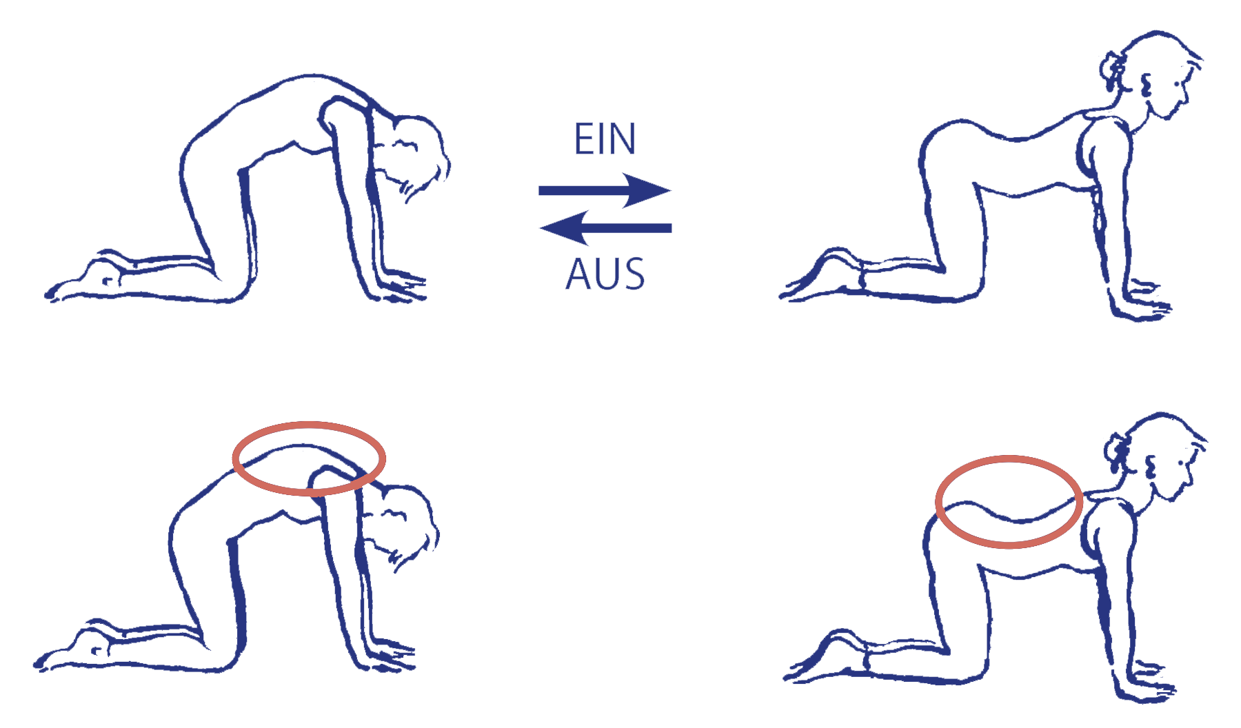 Cakravākāsana als Katzenbuckel: richtig oder falsch?