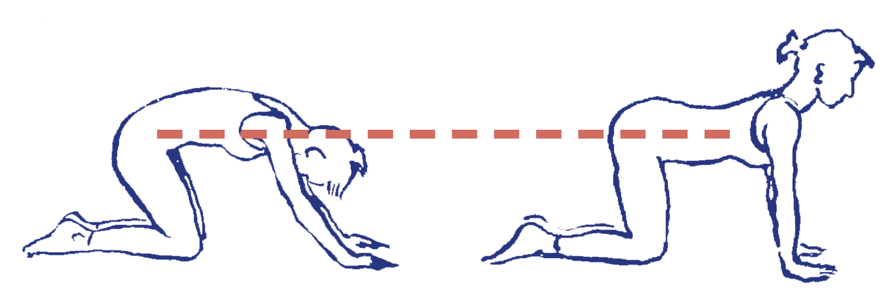 Cakravākāsana als Katzenbuckel: richtig oder falsch?