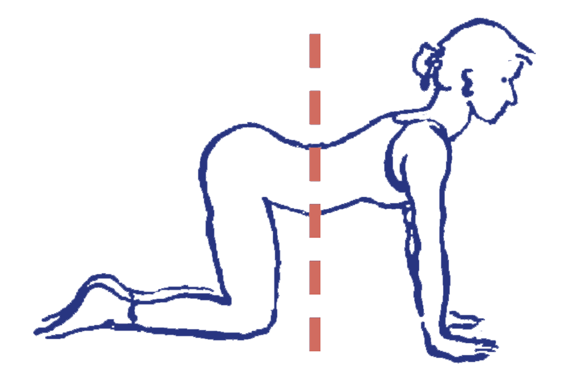 Cakravākāsana als Katzenbuckel: richtig oder falsch?