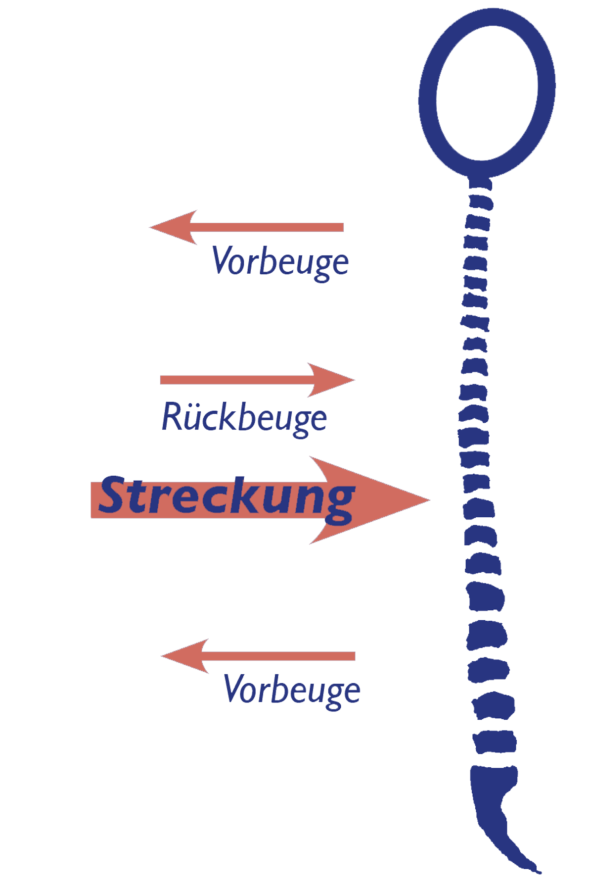Die Streckung der Wirbelsäule im daṇḍāsana