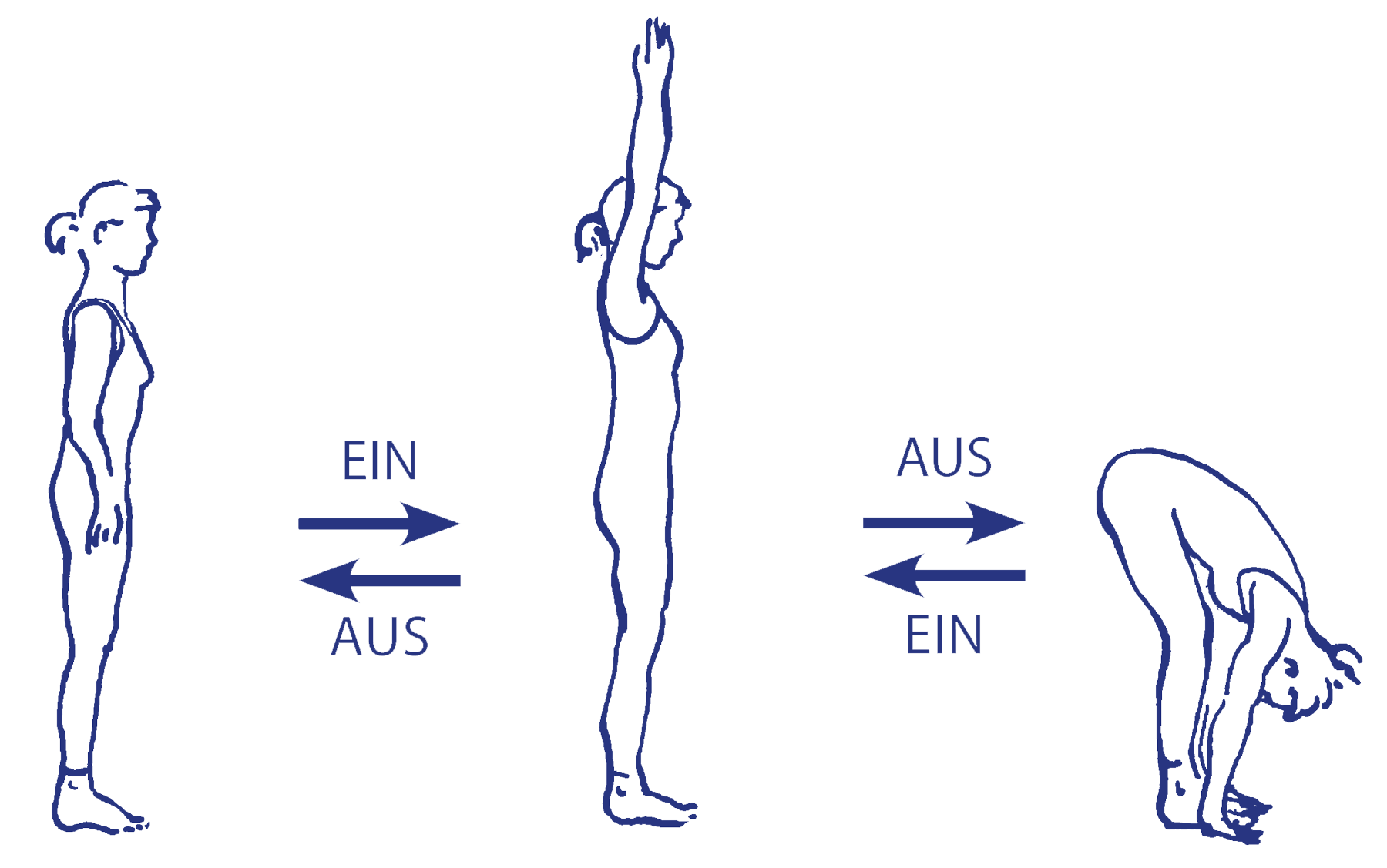Vinyāsa mit uttānāsana