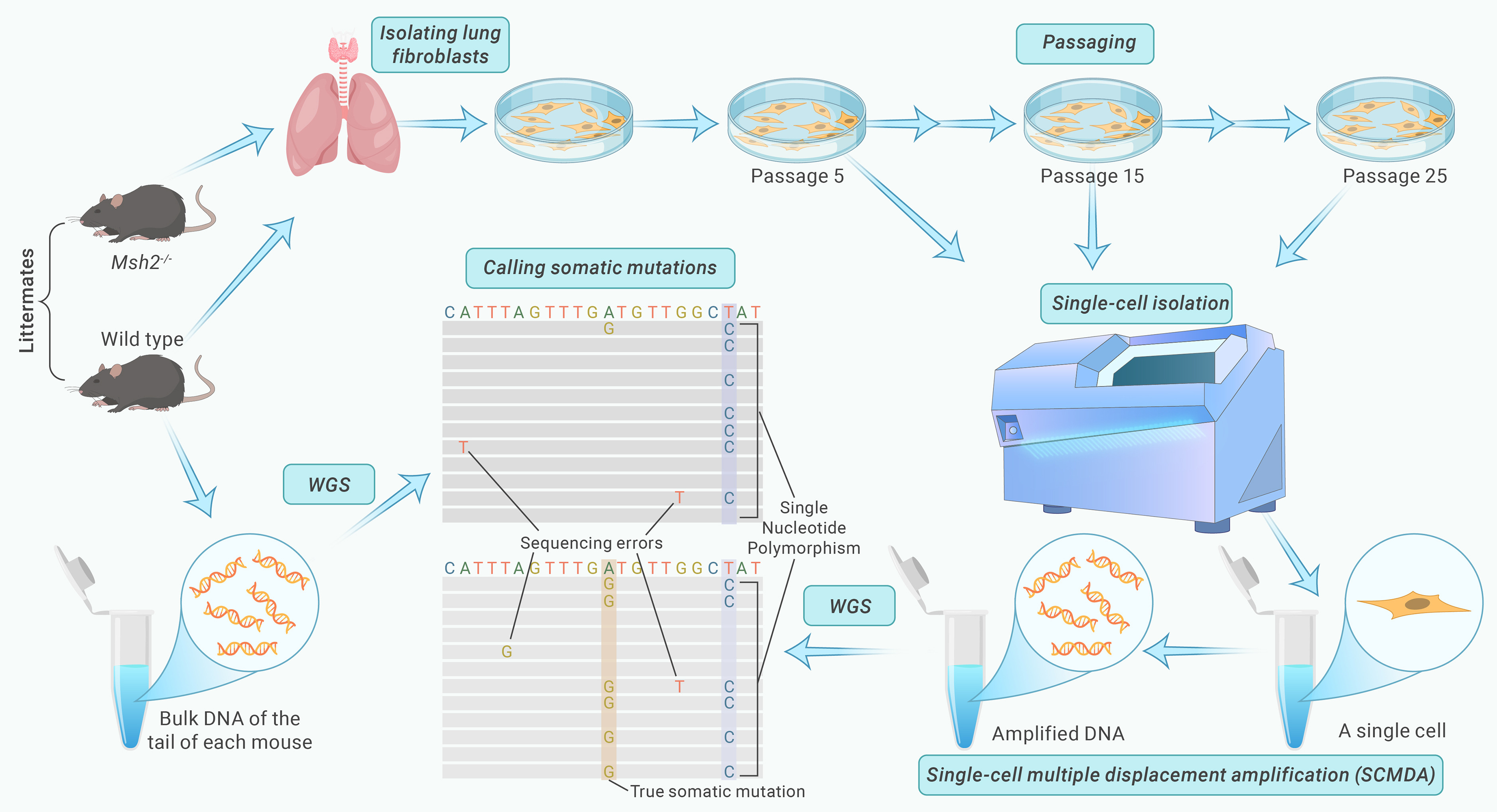 Divergent accumulation patterns of SNVs and INDELs reveal negative ...